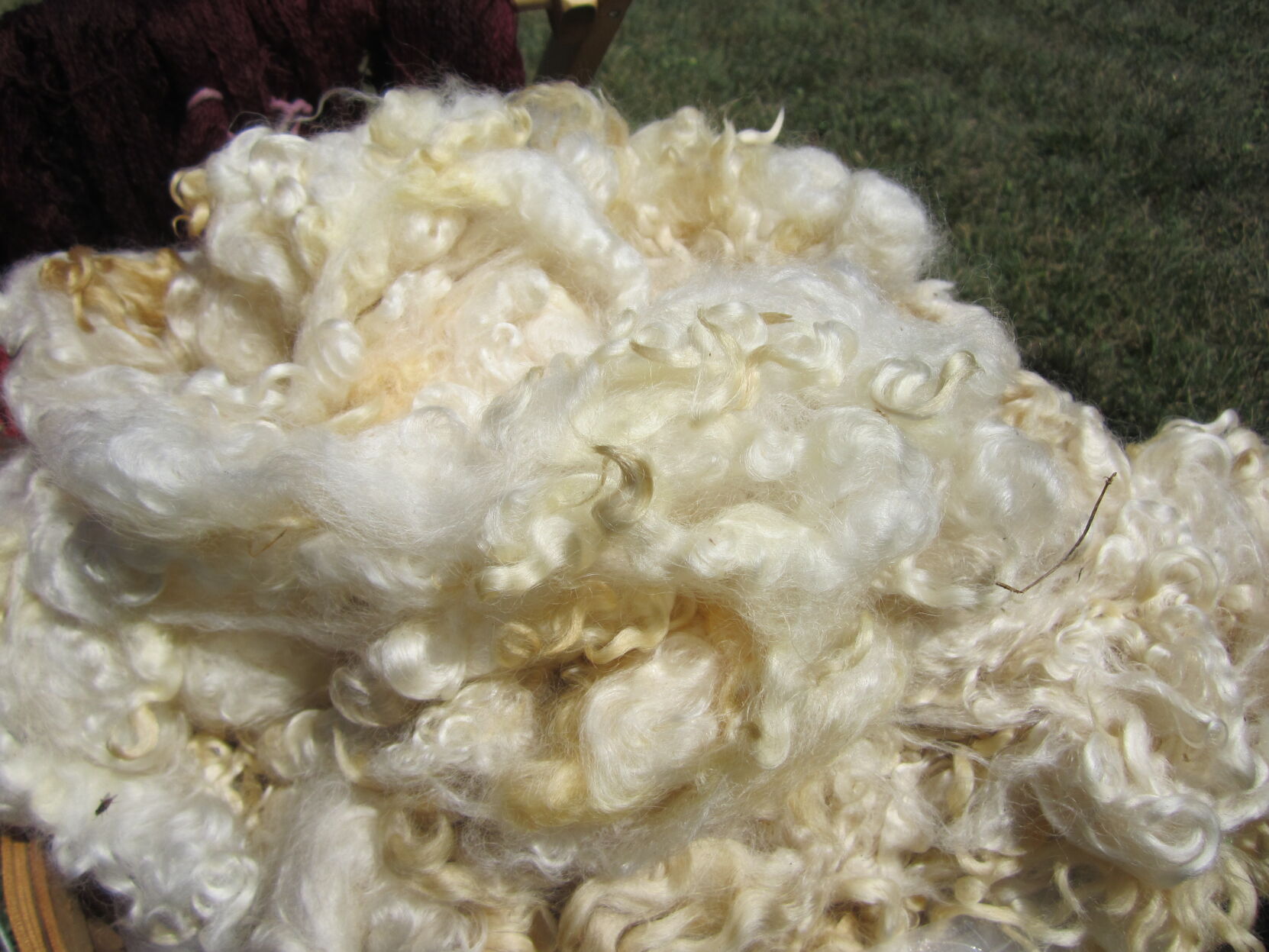 Sheep's wool